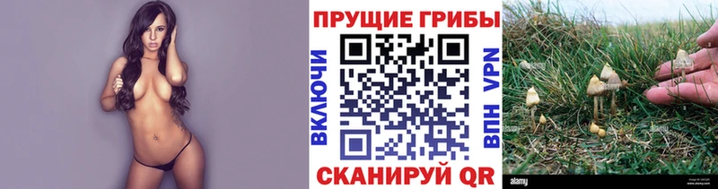Псилоцибиновые грибы Psilocybine cubensis  Купить где  Миньяр 